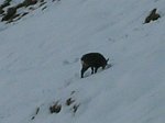 Dai Piani dell'Avaro al Triomen con la prima neve (2 novembre 08)   - FOTOGALLERY